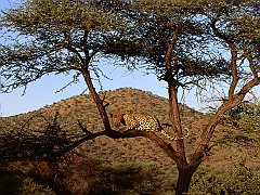 Watchful Eyes, Leopard, Kenya, Africa